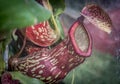 Carnivorous plant - Nepenthes khasiana Royalty Free Stock Photo
